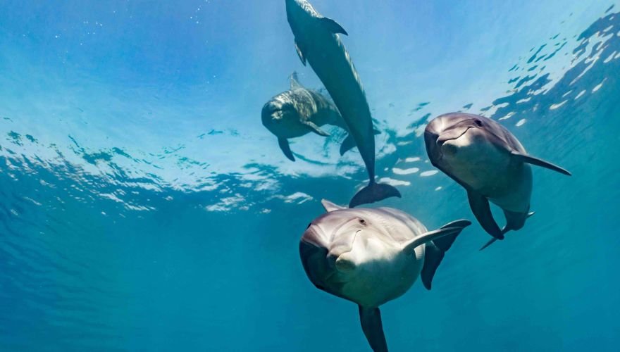 Margaritaville At Sea - Dolphin Close encounter