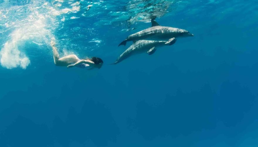 Margaritaville At Sea - Swim with dolphins